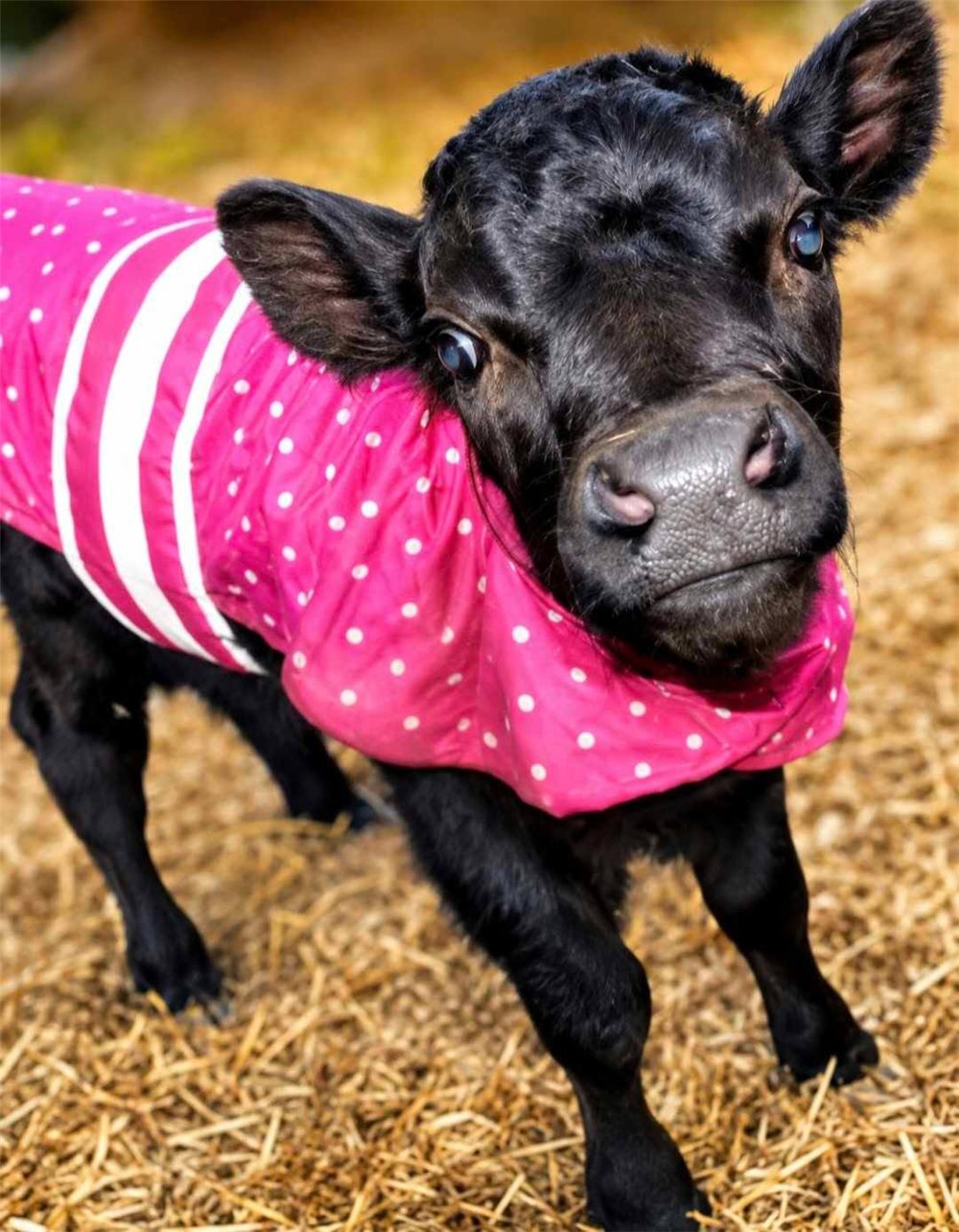 A rescued calf in a pink polka-dot winter coat