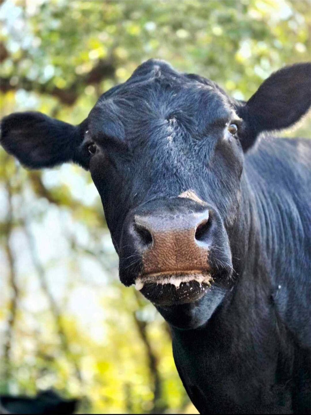 A black rescued cow looking straight into the camera under green trees