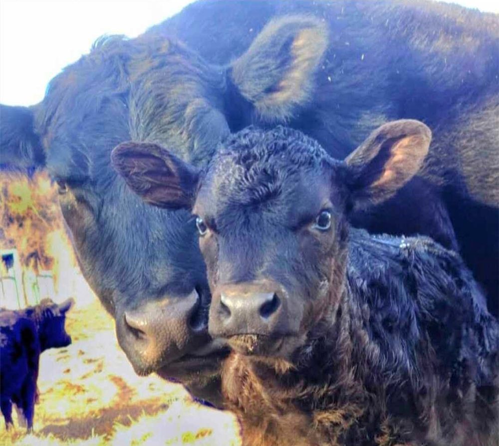 A calf standing close against its mother, both looking at the camera