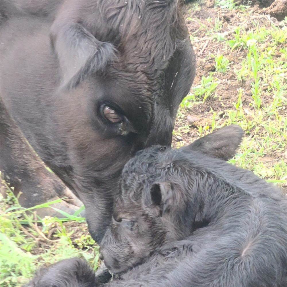A mother cow nuzzling her newborn calf in the grass