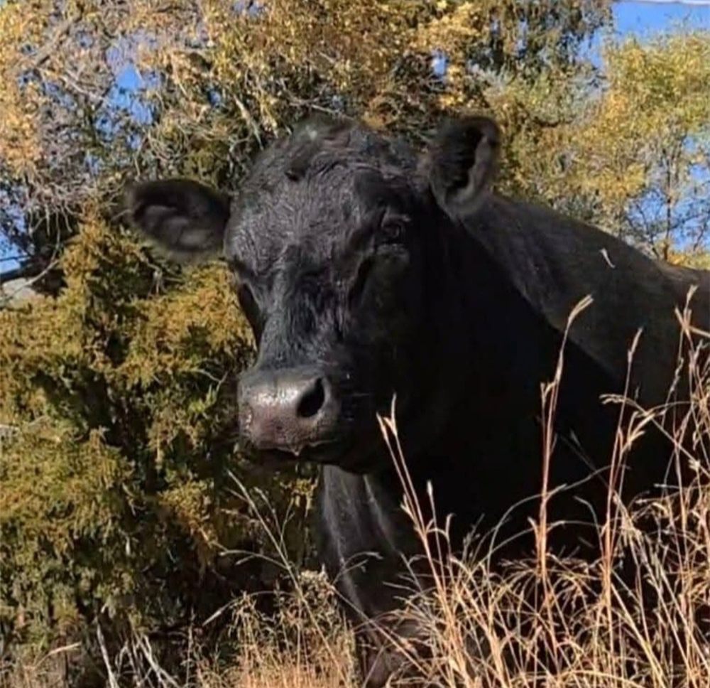 A black cow standing in tall prairie grass in autumn